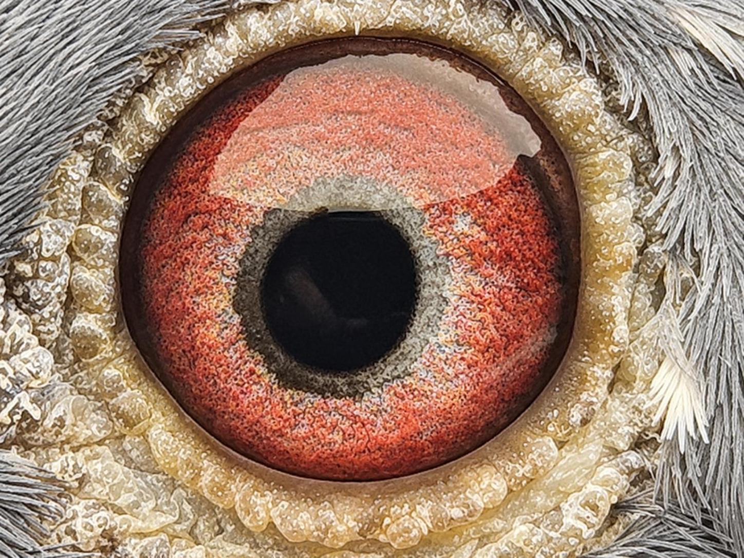 Pigeon eye